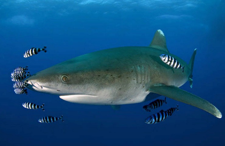 Акула и рыбы-лоцманы