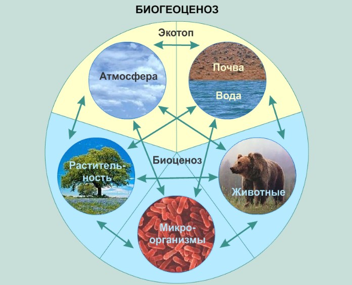 биогеоценозы и их площадь