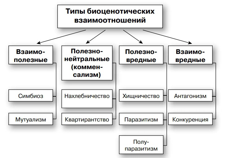 Виды взаимосвязей. Типы биоценотической связи с примерами. Типы биоценотических отношений. Типы ценотических связей. Типы связей в биогеоценозе.