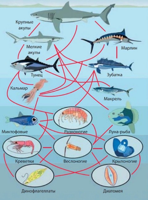 Трофические (пищевые) цепи обитателей океана