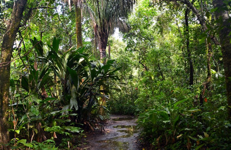 Вечнозеленый тропический лес