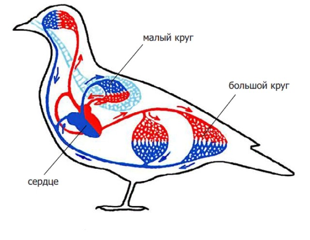 Процесс кровообращения птиц