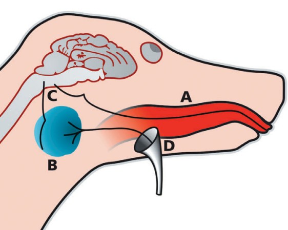 Схематическое изображение связи между раздражением рецепторов ротовой полости и работой слюнной железы