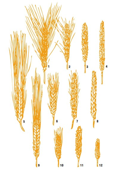 Параллельная изменчивость колоса у мягкой пшеницы (1–4), у твердой пшеницы (5–8) и у ячменя (9–12) по Н. И. Вавилову