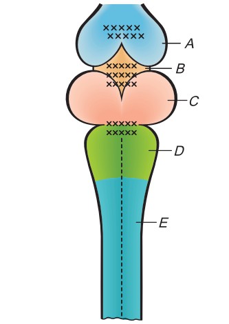 Схематическое изображение спинного и головного мозга лягушки