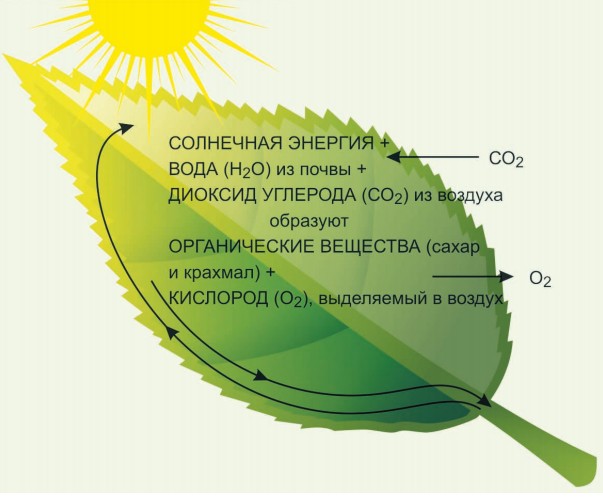Схема процесса фотосинтеза