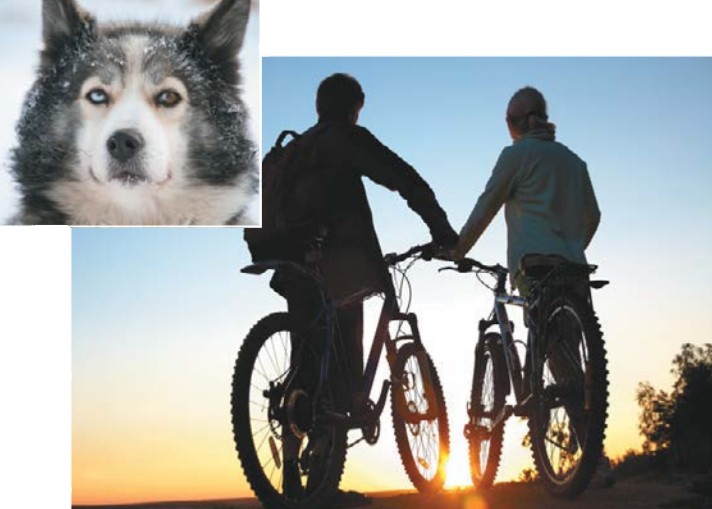 Двое на велосипедах и собака