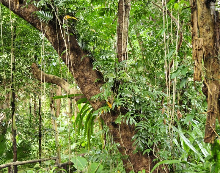 Лианы тропического леса