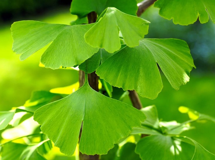 Зеленые листья гинкго