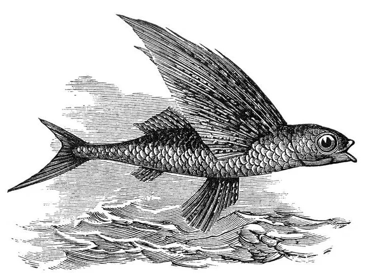 Летучая рыба на старинной гравюре