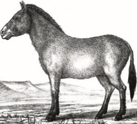 Дикая лошадь Пржевальского