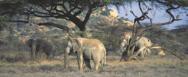 Слоны в африканской саванне