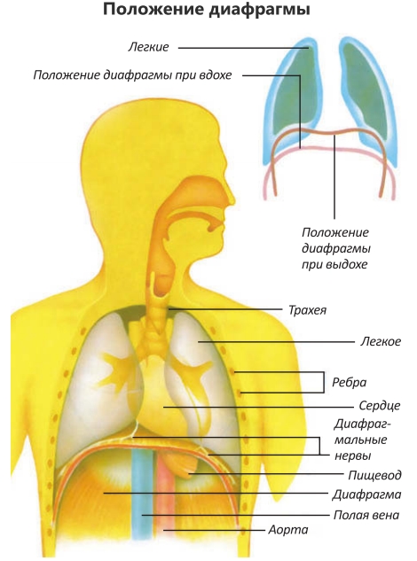 Грудная полость отделена от брюшной диафрагмой