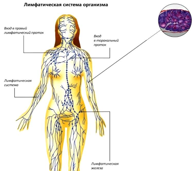 Лимфатическая система организма