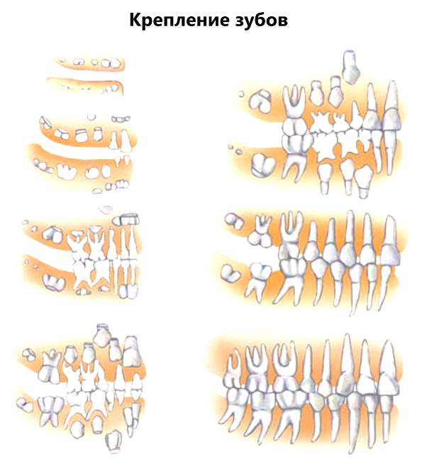 Крепление зубов