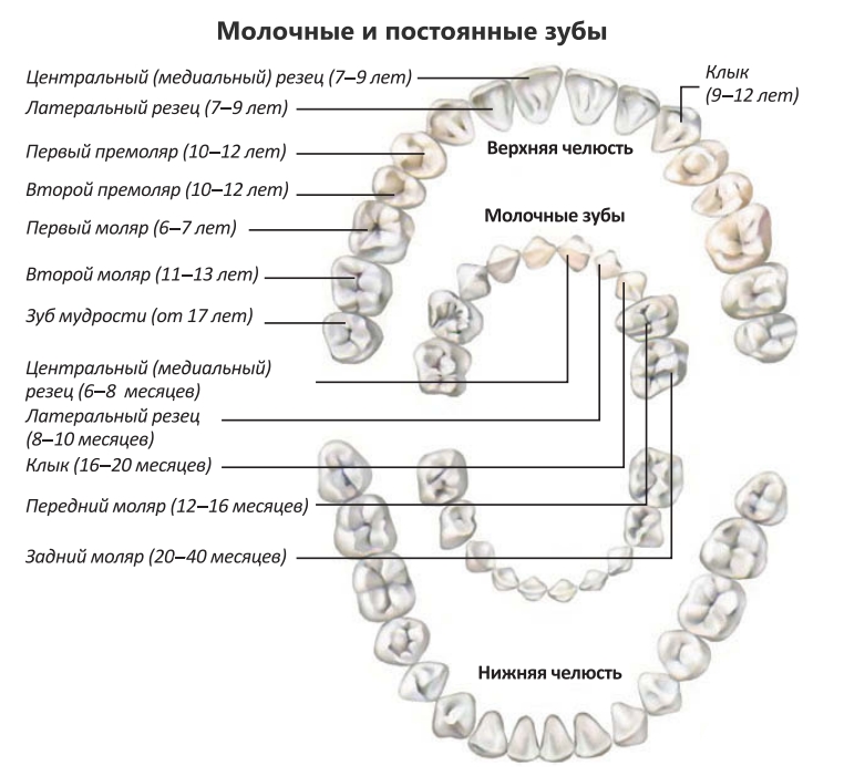Молочные и постоянные зубы