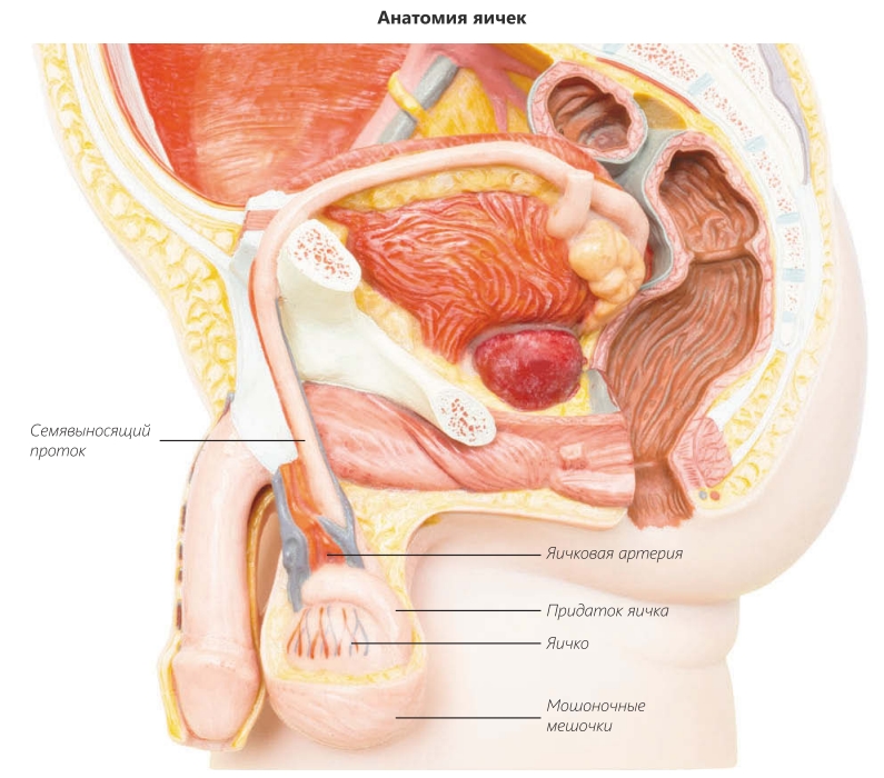 Анатомия яичек