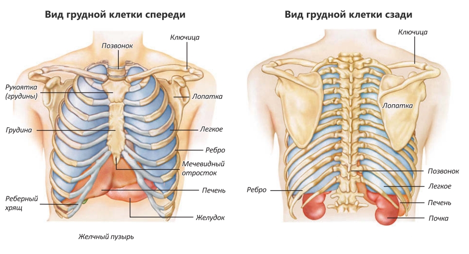 Вид грудной клетки спереди и сзади