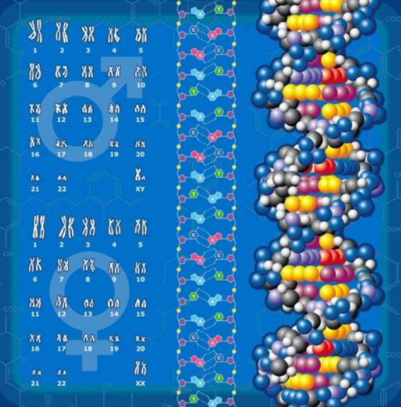 Строение хромосом и молекулы ДНК