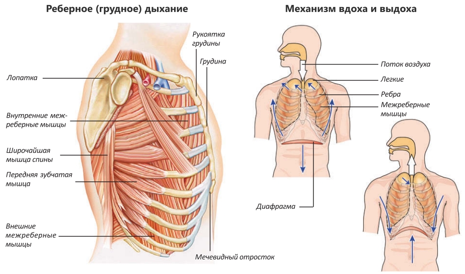 Пение диафрагмой. Тип дыхания грудное брюшное диафрагмальное. Типы дыхания брюшное реберное грудное. Грудное реберное дыхание это. Дыхательные мышцы вдоха и выдоха.