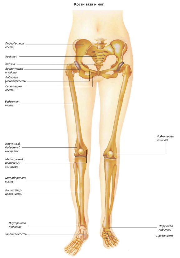 Кости таза и ног