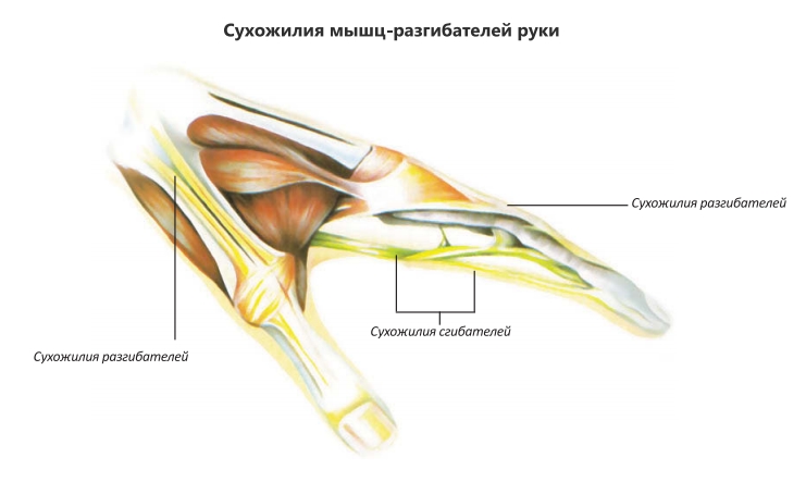 Сухожилия мышц-разгибателей руки