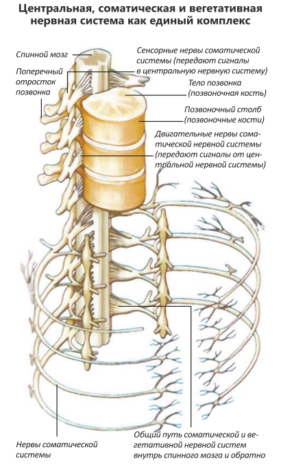 Центральная, соматическая и вегетативная нервная система как единый комплекс