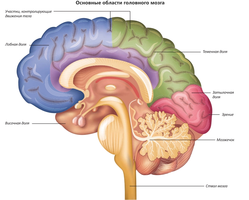 Основные области головного мозга