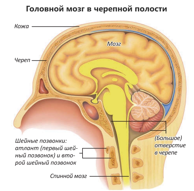 Головной мозг в черепной полости