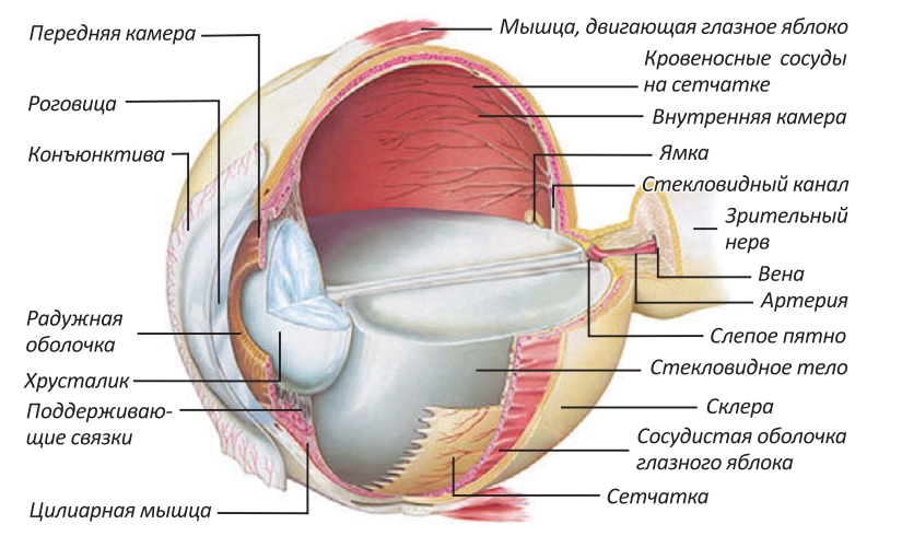 Глазные яблоки расположены в парных углублениях черепа. Строение глаза в разрезе. Строение органа зрения. Анатомия глаза. Устройство глаза.