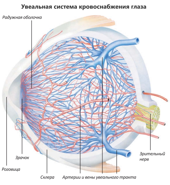 Увеальная система кровоснабжения глаза