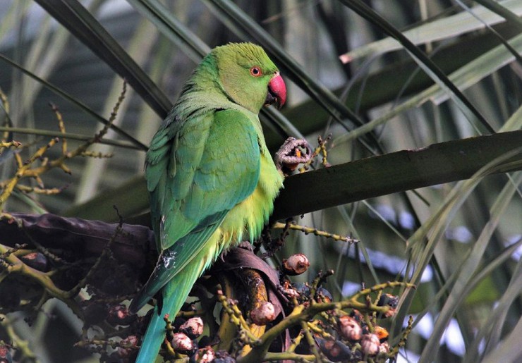Ожереловый попугай в Квиринальском саду в Риме