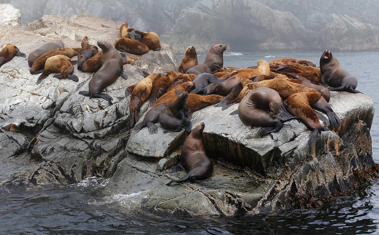 Лежбище тюленей в прибрежных водах Дальнего Востока
