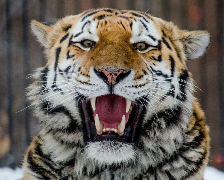 Клыки тигра