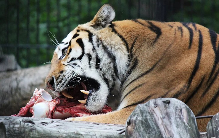 Тигр ест