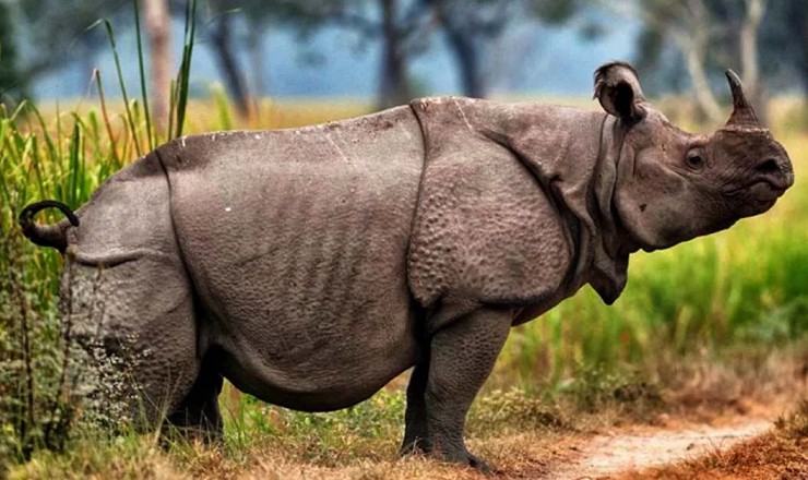 Однорогий носорог
