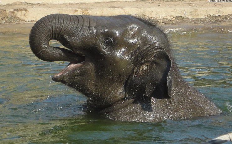 Слон в воде
