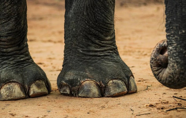 Ноги-болотоступы слона