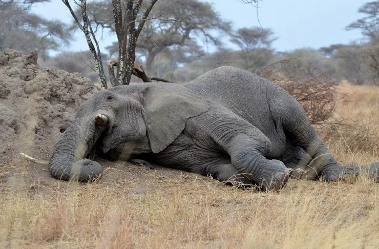 Слон спит