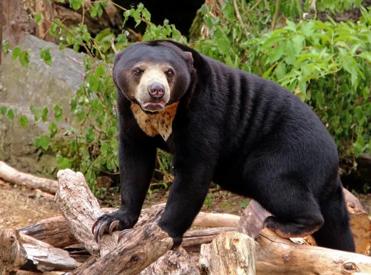 Малайский медведь