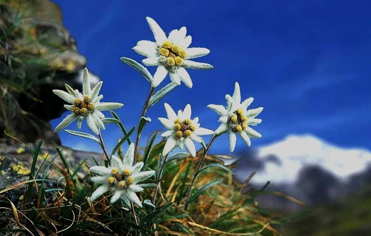 Эдельвейсы - цветы высокогорья