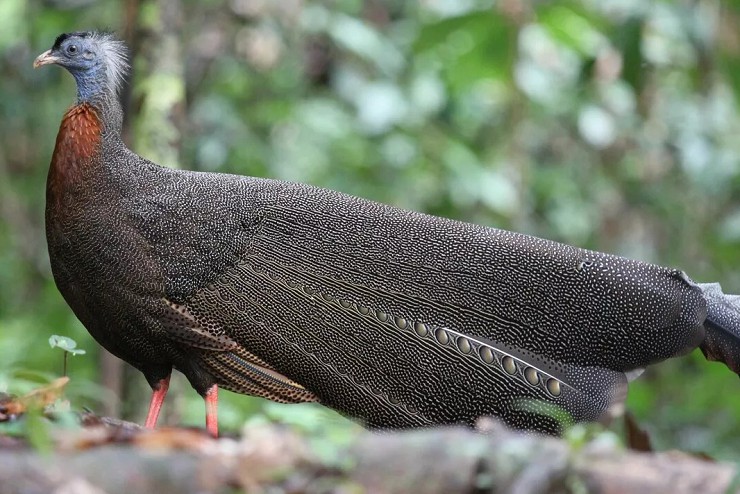 Аргусовый фазан