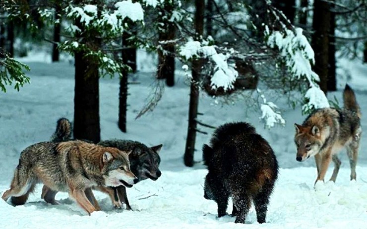 Волки на охоте