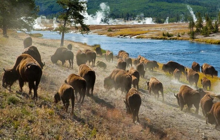 Стадо бизонов в Йеллоустоунском национальном парке (США )