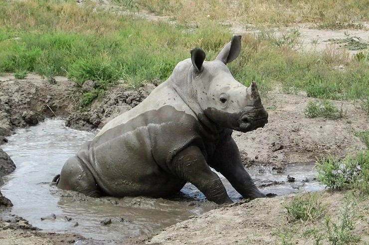 Белый носорог принимает грязевые ванны