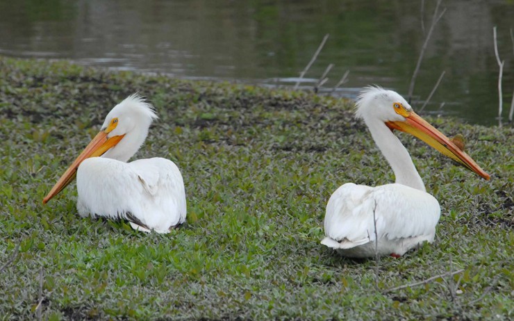 Места обитания белых пеликанов