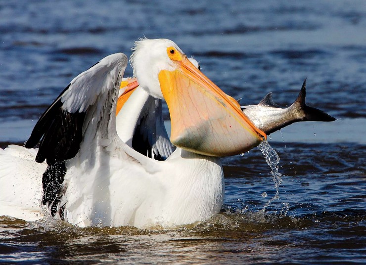 Рацион белого пеликана