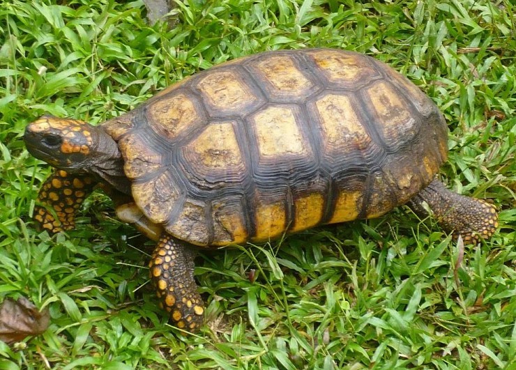 Лесная черепаха