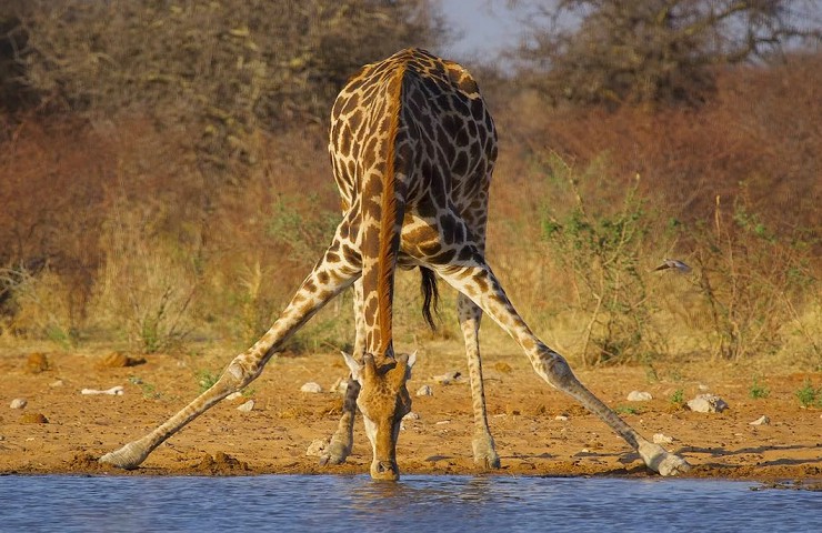 Жираф пьет