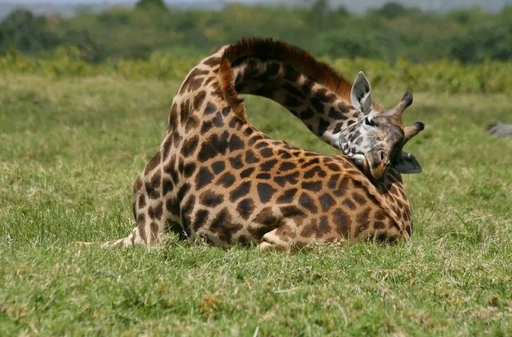 Жираф спит